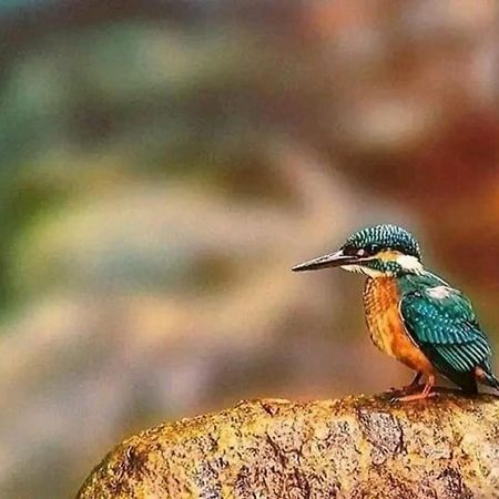 Sigiri Birds Hostel Sigirija Zewnętrze zdjęcie