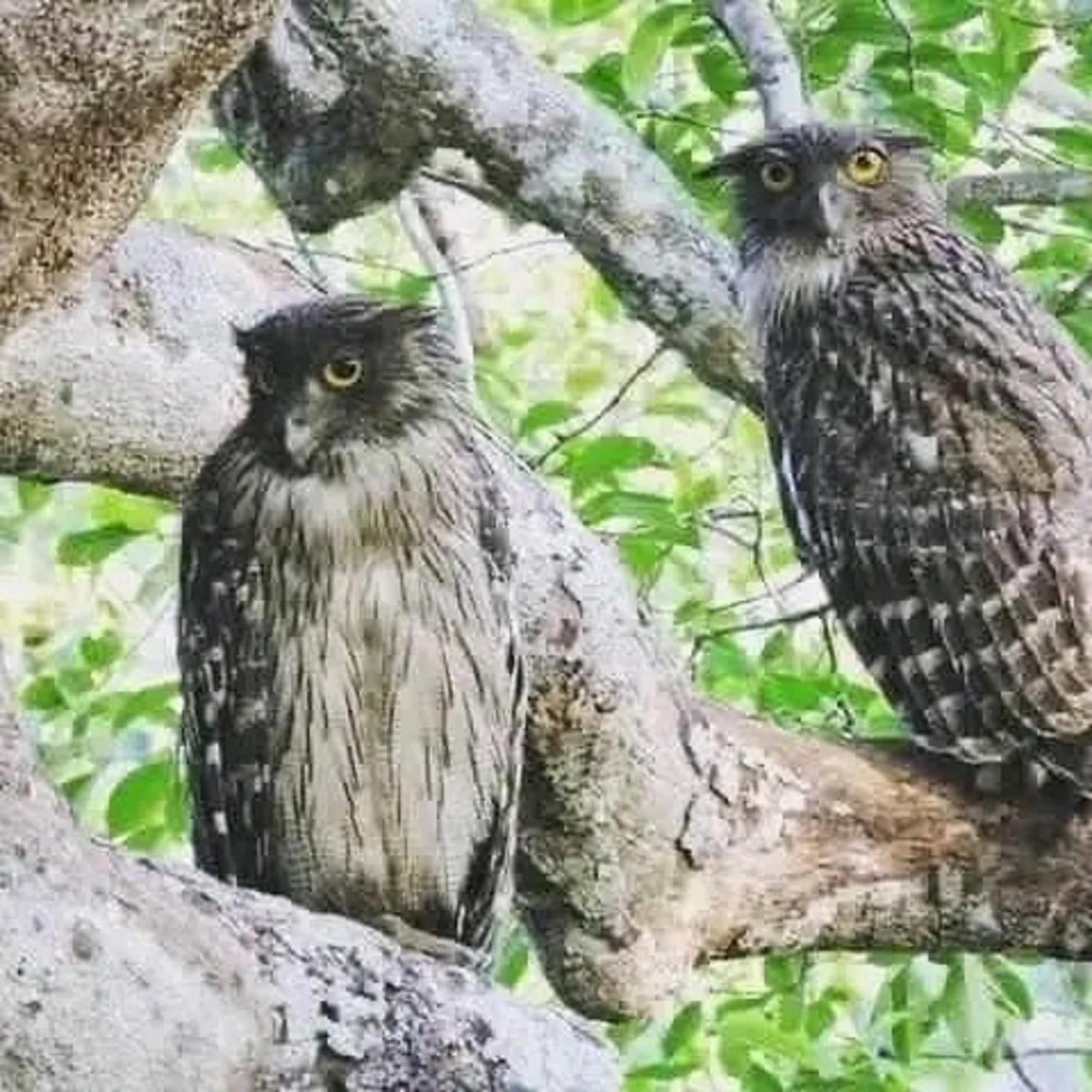 Sigiri Birds Hostel Sigirija Zewnętrze zdjęcie